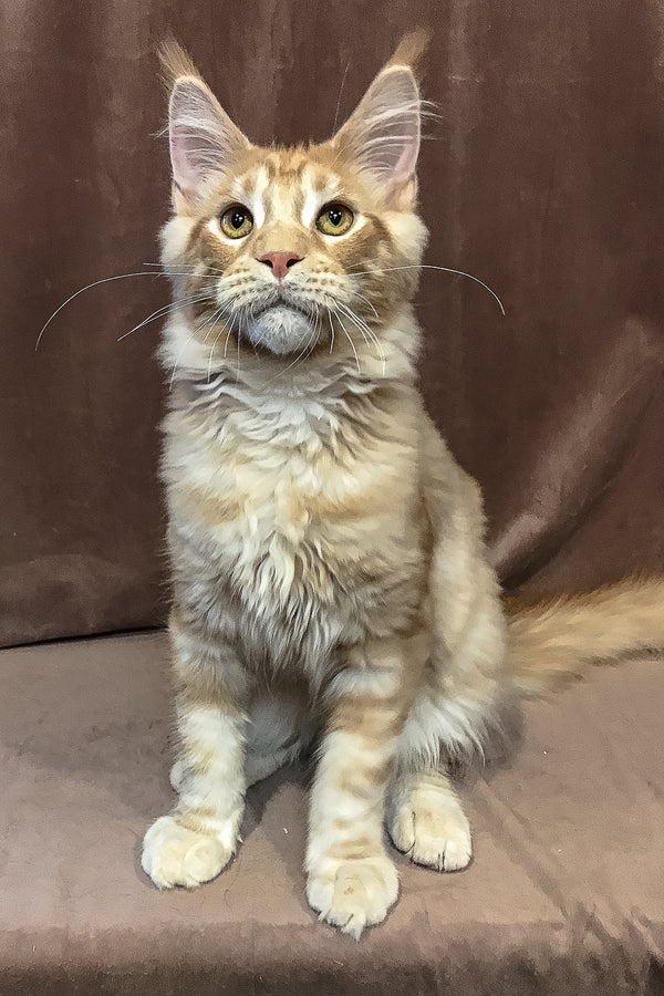 Peter | Maine Coon Kitten