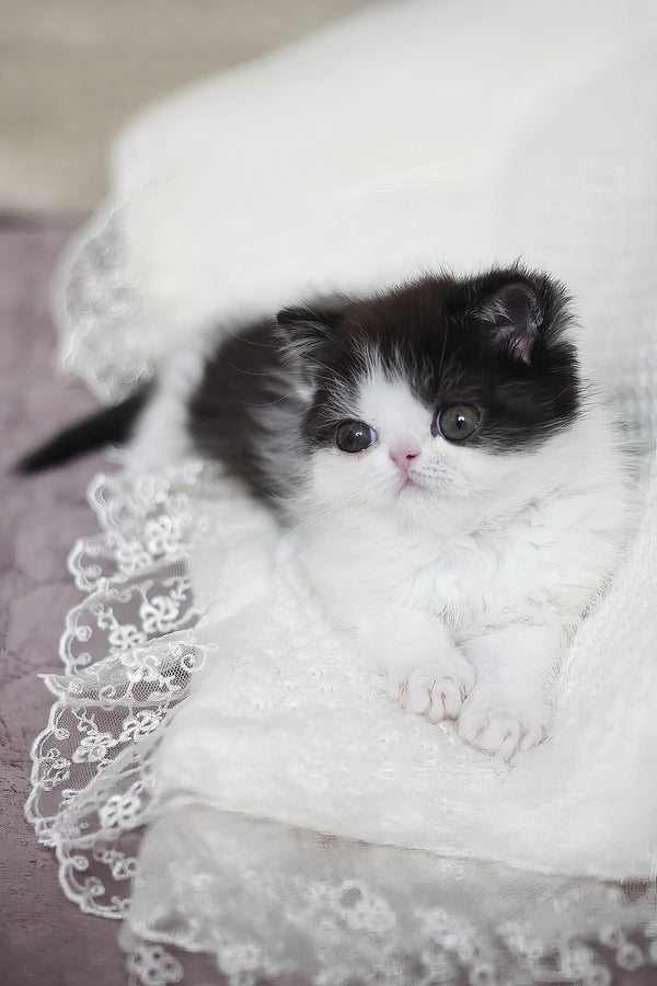 Philip | Exotic Shorthair Kitten