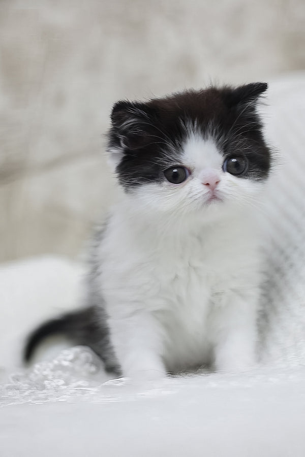 Philip | Exotic Shorthair Kitten
