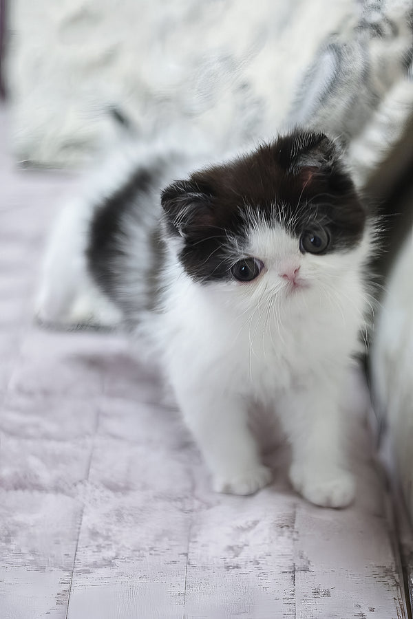 Philip | Exotic Shorthair Kitten