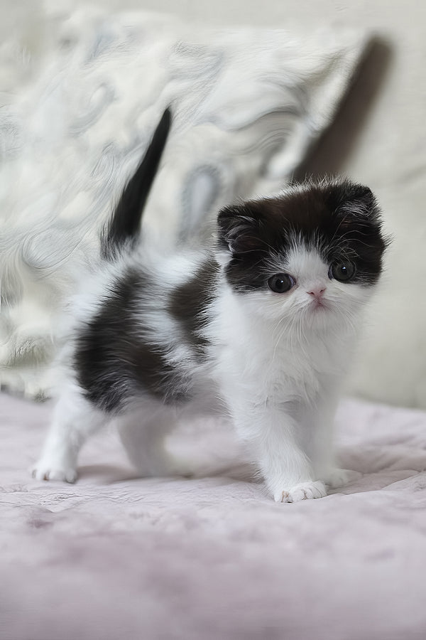 Philip | Exotic Shorthair Kitten