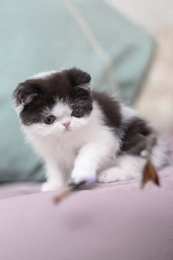 Philip | Exotic Shorthair Kitten