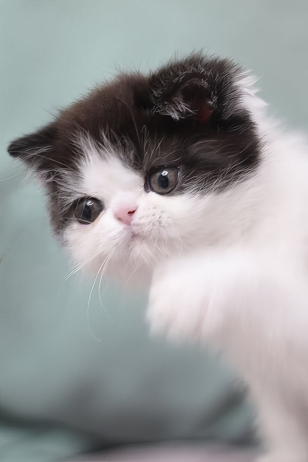 Philip | Exotic Shorthair Kitten
