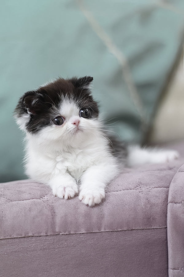 Philip | Exotic Shorthair Kitten