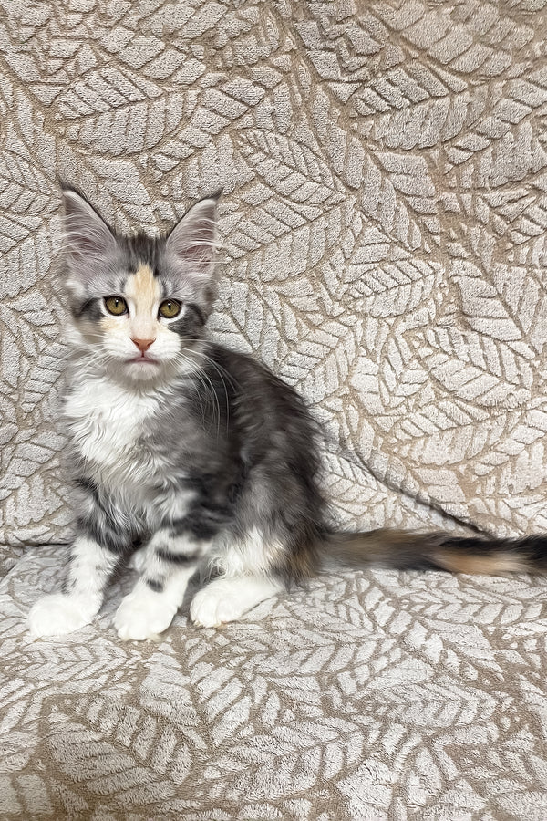Piper | Maine Coon Kitten