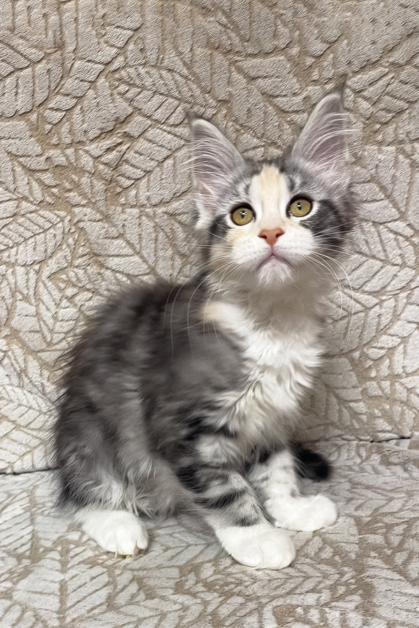 Piper | Maine Coon Kitten