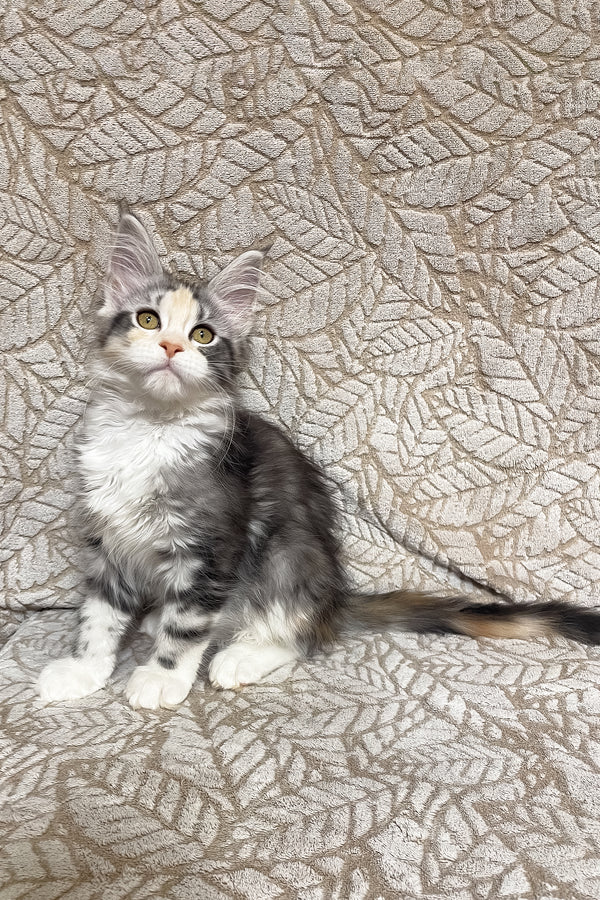 Piper | Maine Coon Kitten