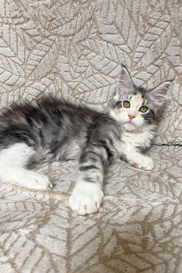Piper | Maine Coon Kitten