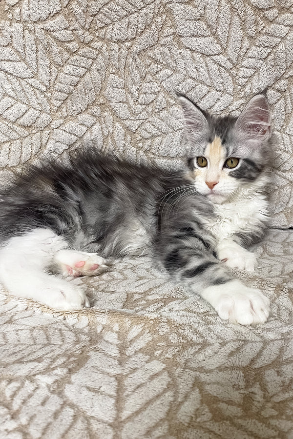 Piper | Maine Coon Kitten