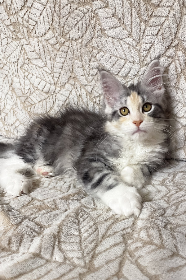 Piper | Maine Coon Kitten