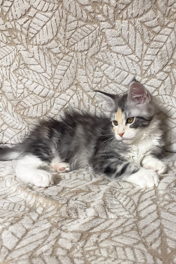 Piper | Maine Coon Kitten
