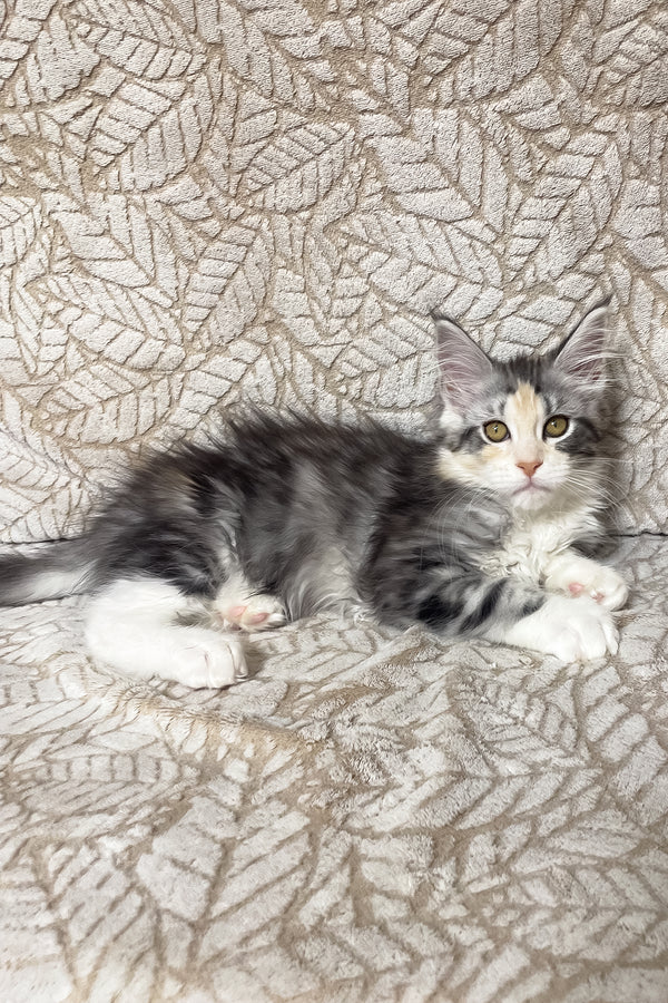 Piper | Maine Coon Kitten