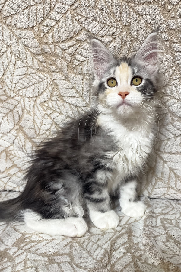 Piper | Maine Coon Kitten