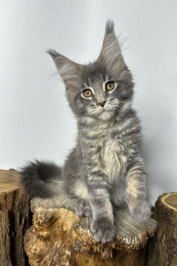 Pippa | Maine Coon Kitten