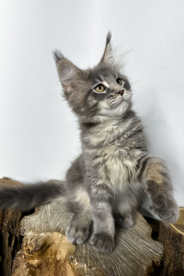 Pippa | Maine Coon Kitten