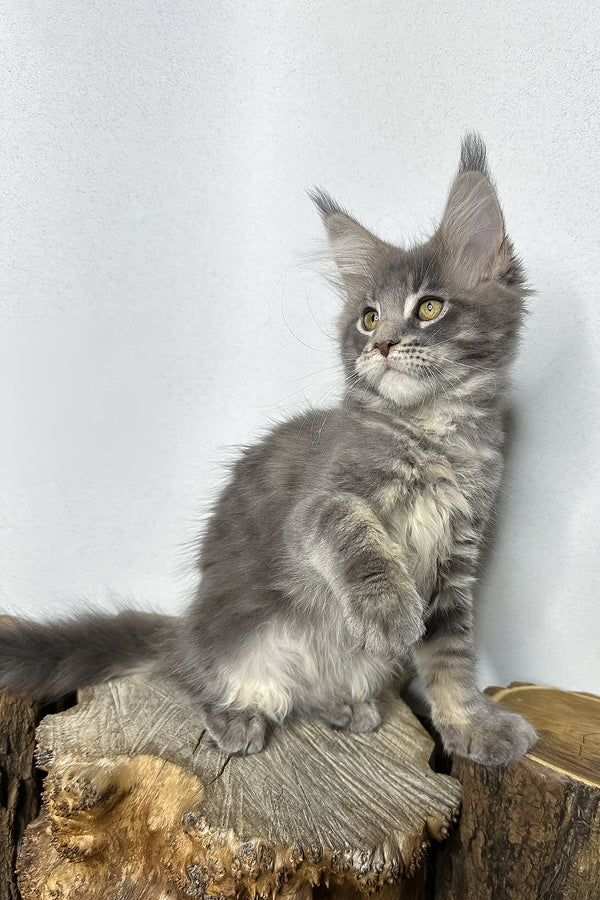 Pippa | Maine Coon Kitten