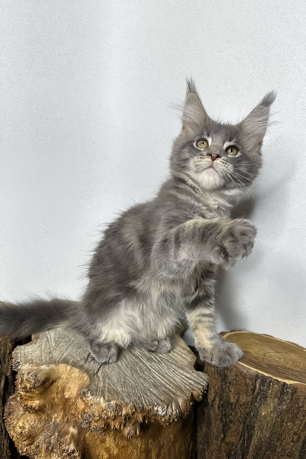 Pippa | Maine Coon Kitten