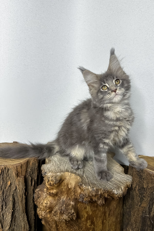 Pippa | Maine Coon Kitten