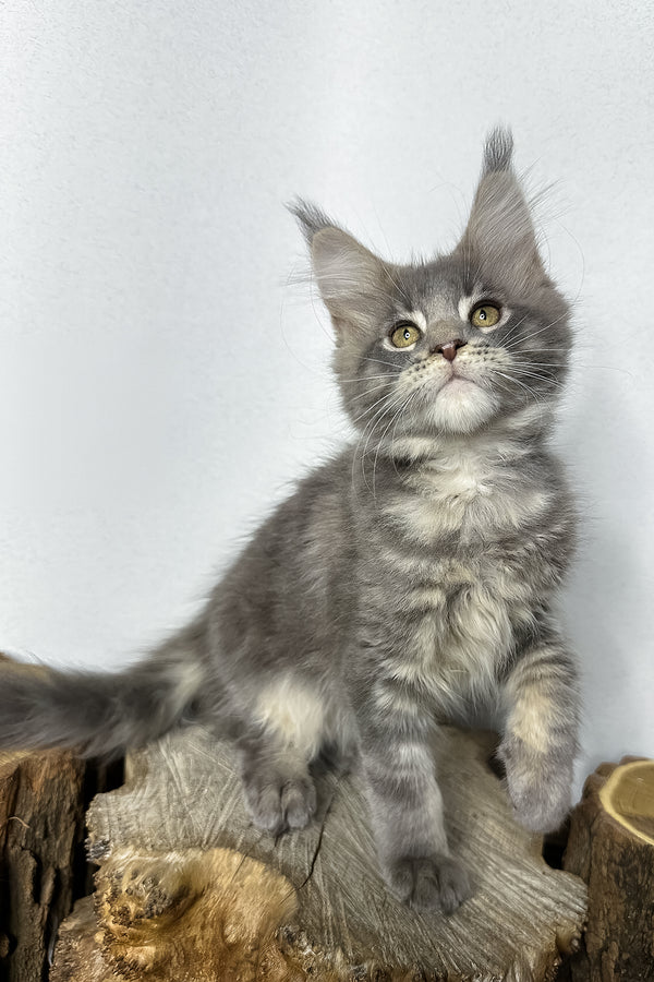 Pippa | Maine Coon Kitten