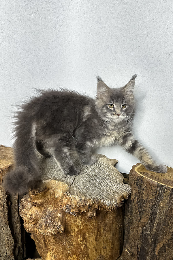 Pippa | Maine Coon Kitten