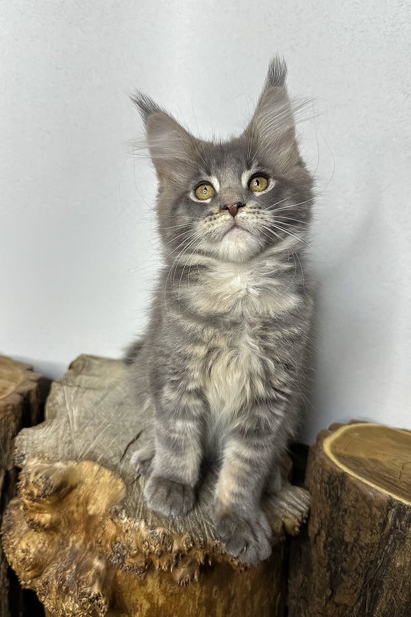 Pippa | Maine Coon Kitten