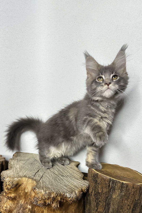 Pippa | Maine Coon Kitten
