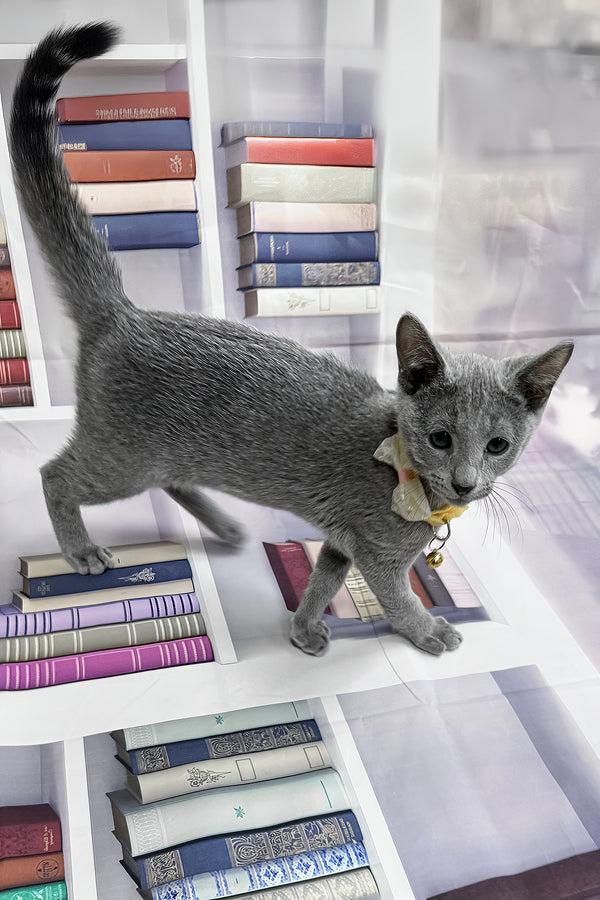Piter | Russian Blue Kitten
