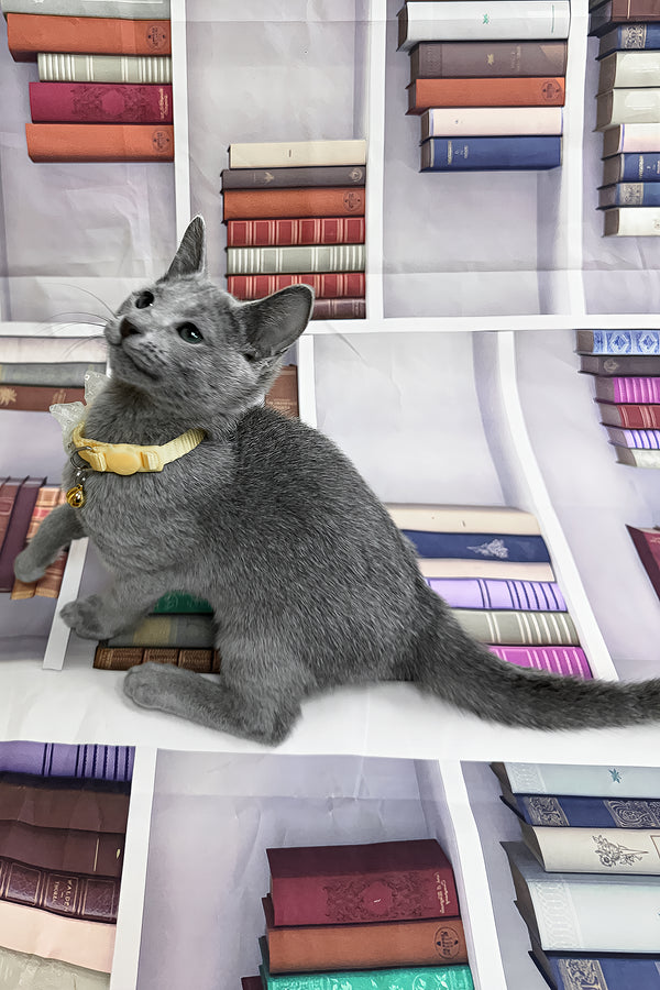 Piter | Russian Blue Kitten