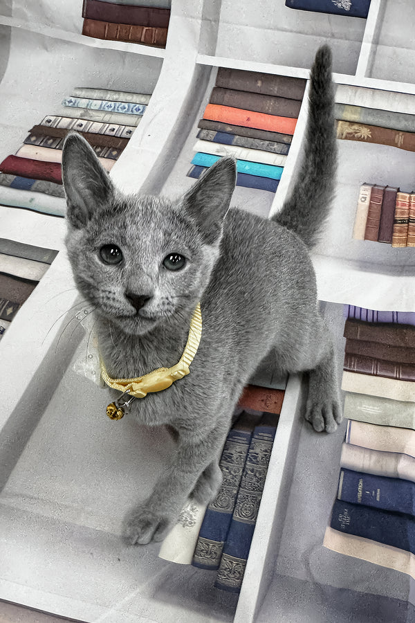 Piter | Russian Blue Kitten