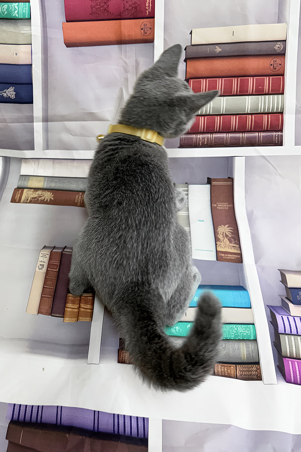 Piter | Russian Blue Kitten