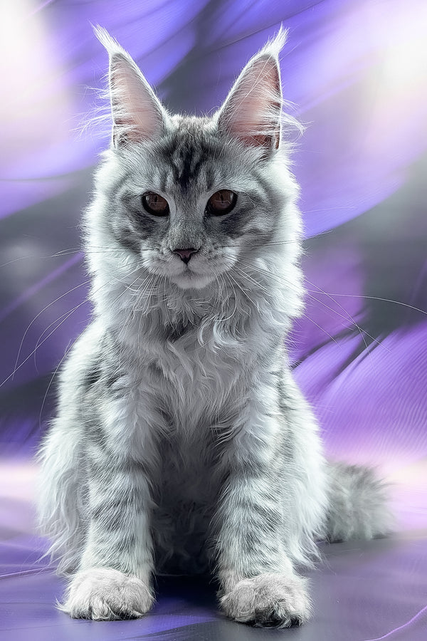 Playa | Maine Coon Kitten