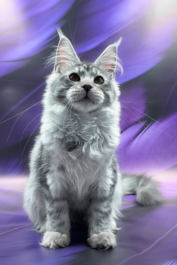 Playa | Maine Coon Kitten