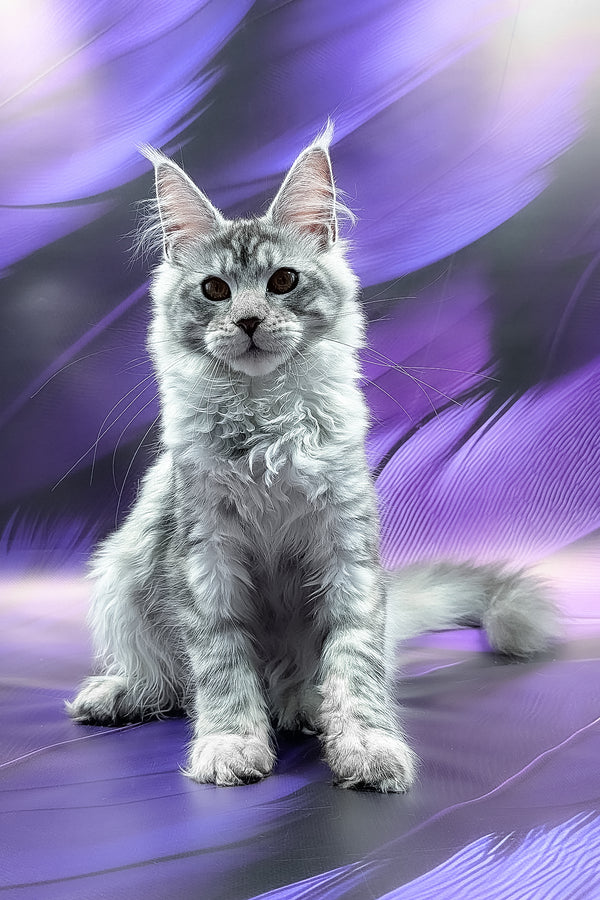 Playa | Maine Coon Kitten