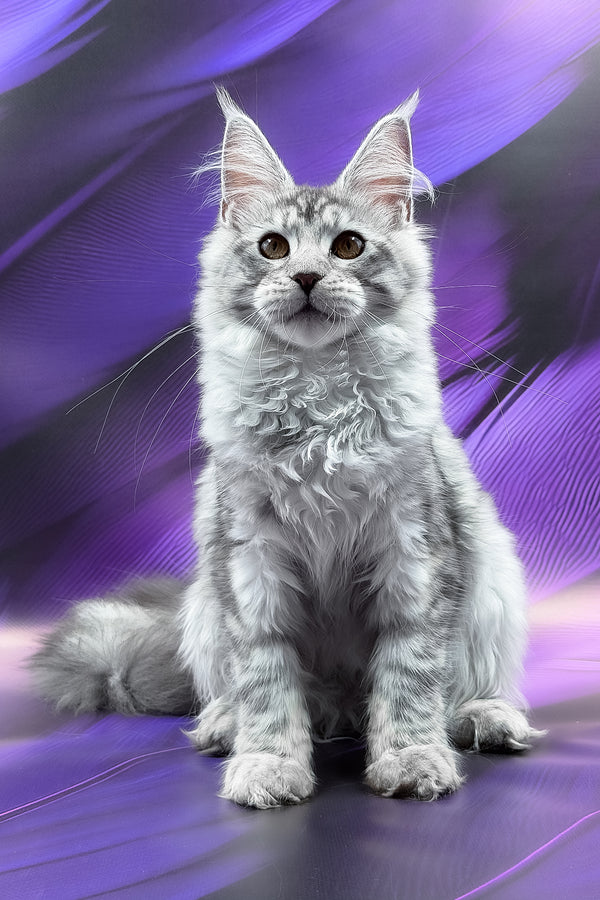 Playa | Maine Coon Kitten