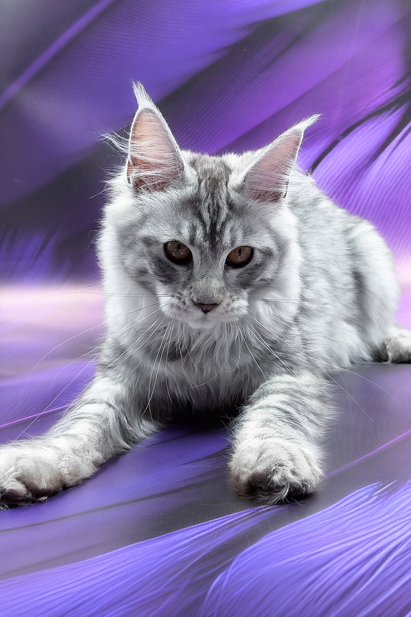 Playa | Maine Coon Kitten