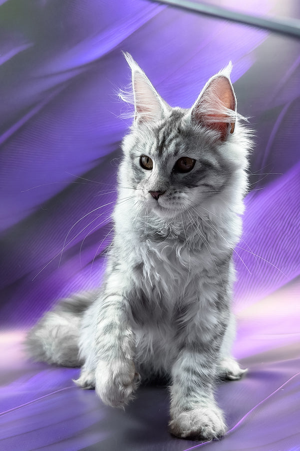 Playa | Maine Coon Kitten