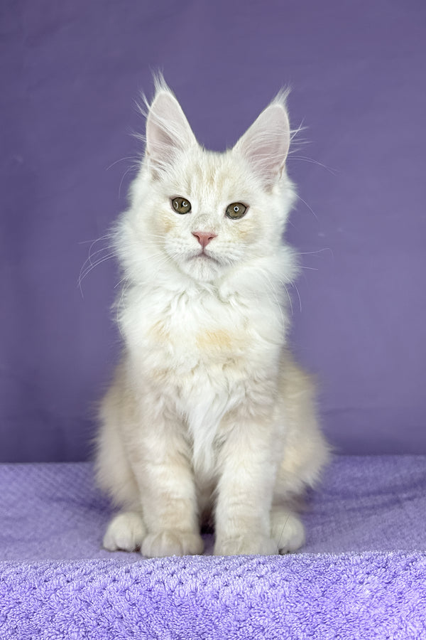 Plombir | Maine Coon Kitten