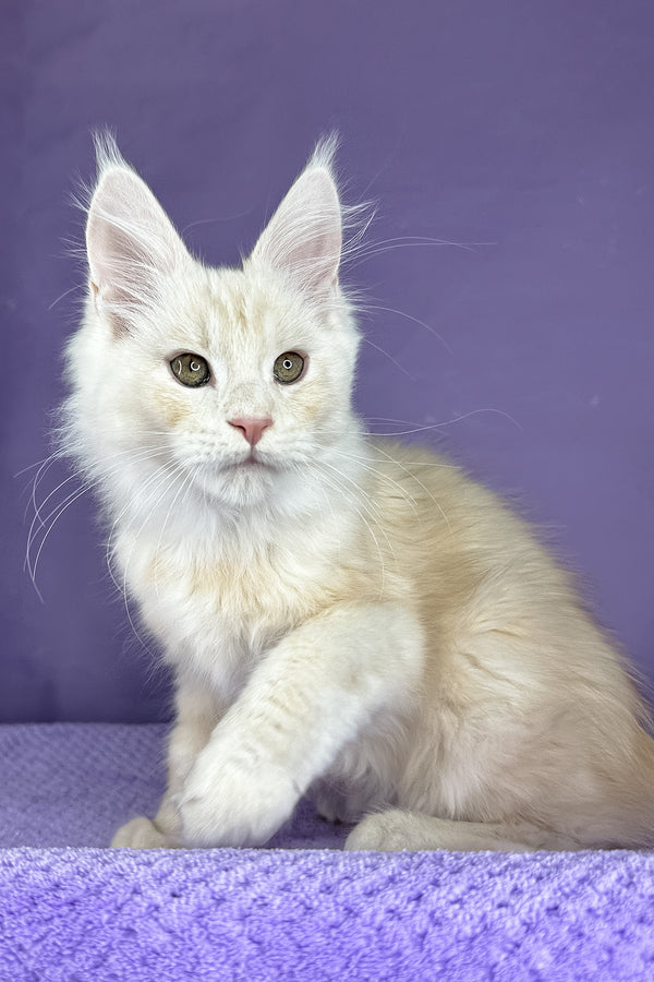 Plombir | Maine Coon Kitten