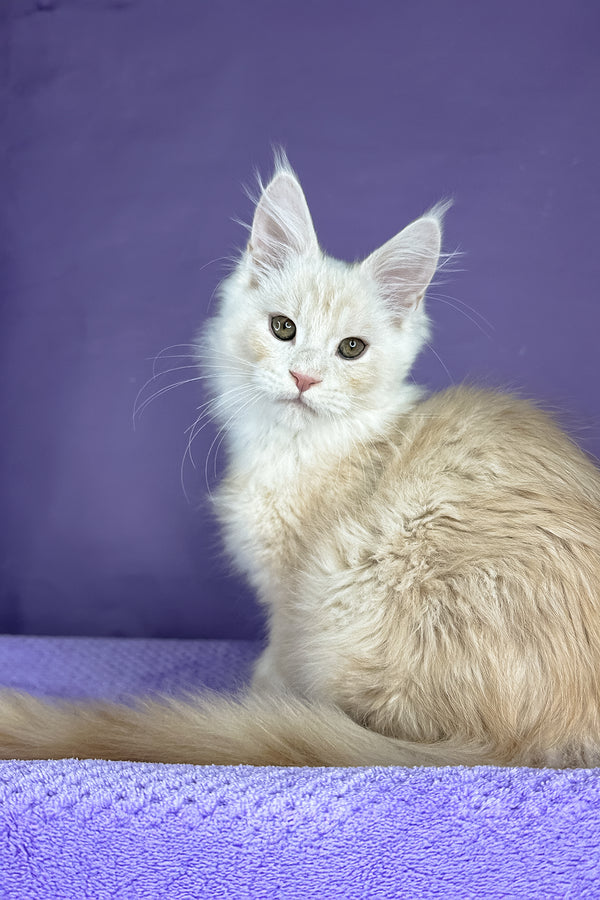 Plombir | Maine Coon Kitten