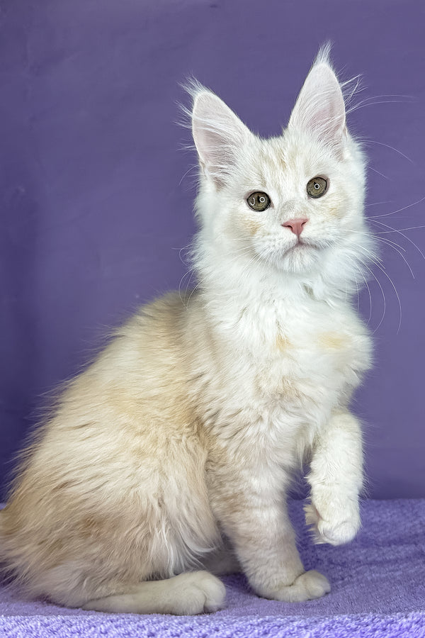 Plombir | Maine Coon Kitten