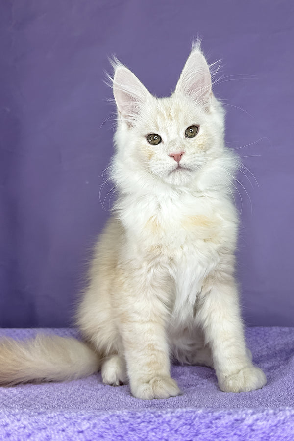 Plombir | Maine Coon Kitten