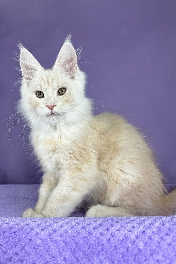 Plombir | Maine Coon Kitten
