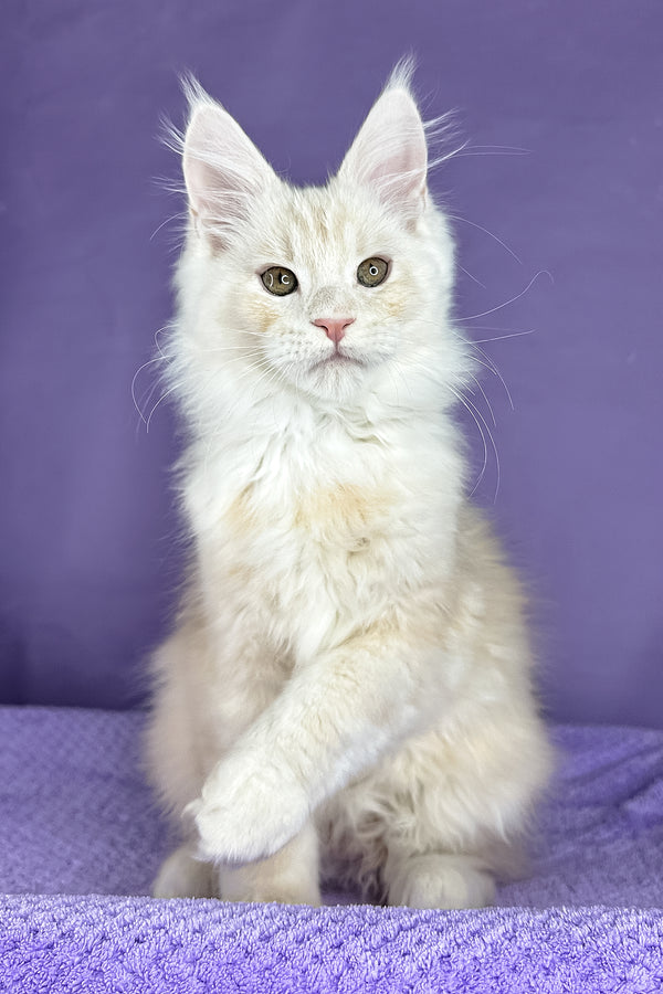 Plombir | Maine Coon Kitten