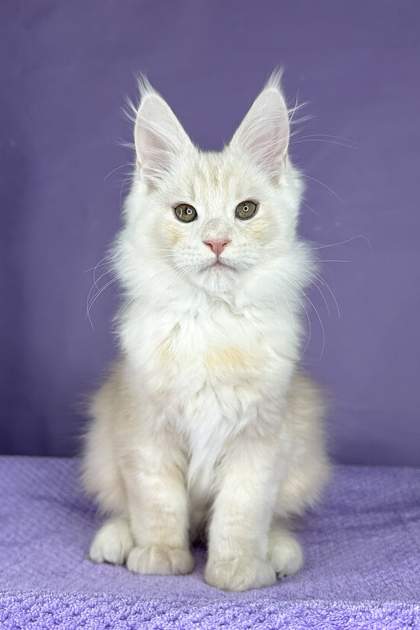 Plombir | Maine Coon Kitten