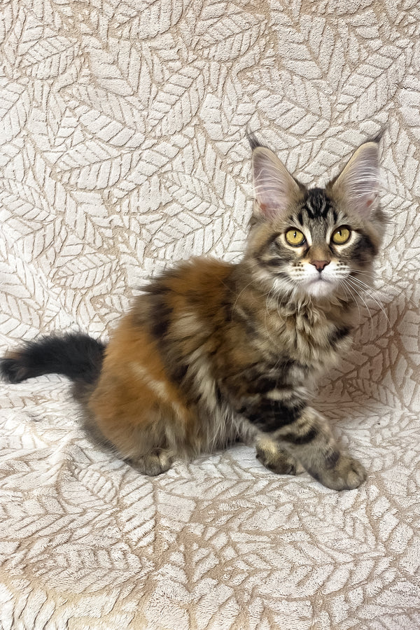 Polli | Maine Coon Kitten