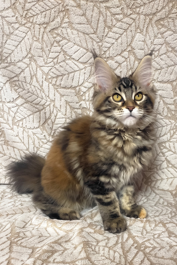 Polli | Maine Coon Kitten