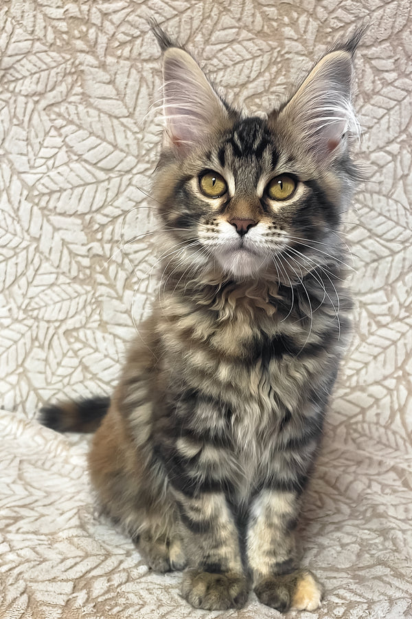 Polli | Maine Coon Kitten