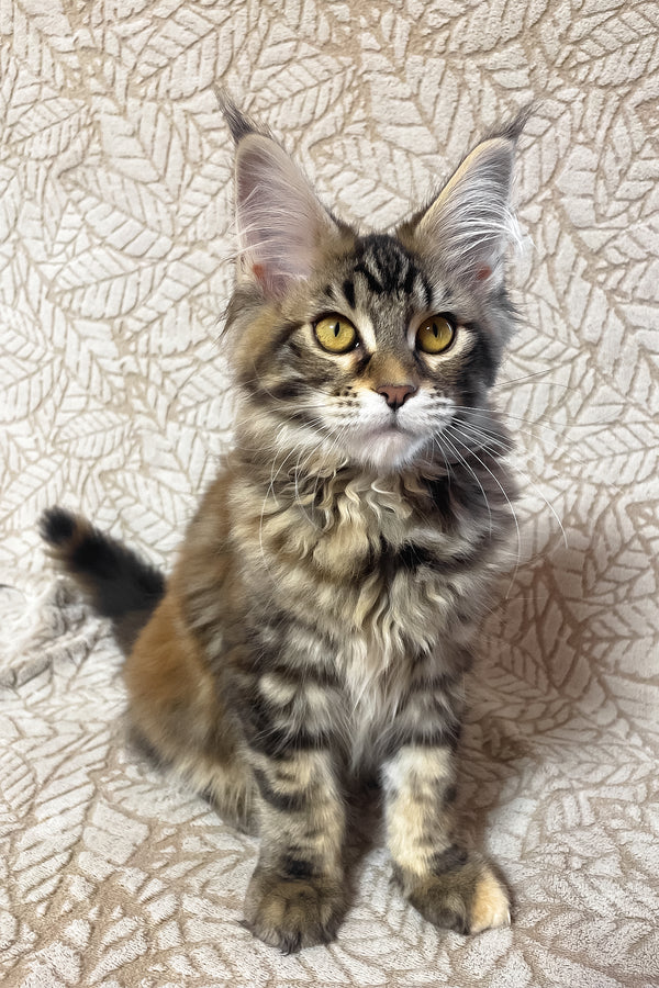 Polli | Maine Coon Kitten