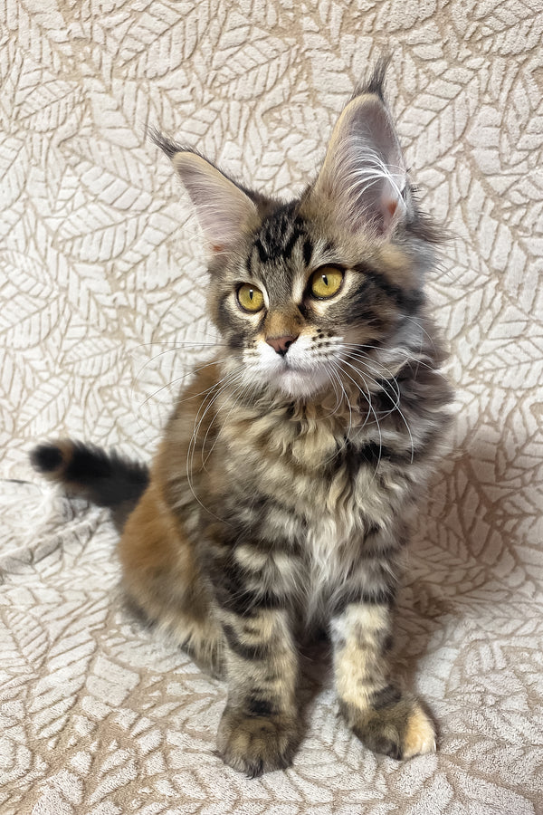 Polli | Maine Coon Kitten