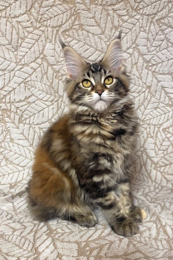 Polli | Maine Coon Kitten
